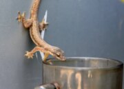 Arti Mimpi Dijatuhi Cicak Menurut Islam: Tanda Ketidakberuntungan atau Peringatan?