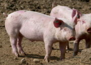 Arti Mimpi Babi Masuk Rumah Menurut Islam: Apa yang Harus Diwaspadai?