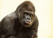 Arti Mimpi Dikejar Gorila Menurut Islam: Tanda Kekuatan atau Rasa Takut?