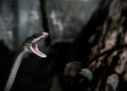 Arti Mimpi Dikelilingi Banyak Ular Menurut Islam: Pertanda Bahaya atau Transformasi Besar?