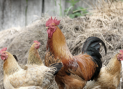 Arti Mimpi Anak Ayam Menurut Islam: Simbol Kesederhanaan atau Harapan?