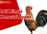 Arti Mimpi Ditladung Ayam Menurut Islam: Tanda Keburukan atau Pertentangan?