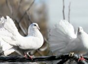 Arti Mimpi Dapat Burung Merpati Menurut Islam: Simbol Perdamaian dan Kasih Sayang