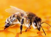 Arti Mimpi Digigit Tawon Menurut Islam: Simbol Peringatan atau Bahaya Kecil?