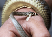 Arti Mimpi Digigit Lintah di Kaki Menurut Islam: Simbol Hambatan dalam Perjalanan Hidup?