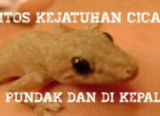 Arti Mimpi Cicak Nempel di Badan Menurut Islam: Apa Pesan dari Alam di Balik Mimpi Ini?