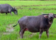 Arti Mimpi Dikejar Kerbau Menurut Islam: Simbol Tanggung Jawab atau Tantangan Berat?