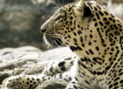 Arti Mimpi Dikejar Macan Menurut Islam: Tanda Bahaya atau Kesempatan?