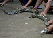 Arti Mimpi Dikejar Ular Banyak Menurut Islam: Tanda Masalah atau Tantangan yang Berulang?