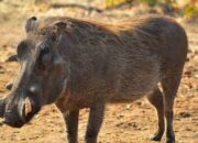 Arti Mimpi Babi Hutan Menurut Islam: Pertanda Bahaya atau Rintangan?
