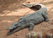 Arti Mimpi Digigit Buaya Menurut Islam: Tanda Bahaya atau Ancaman Besar?