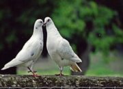 Arti Mimpi Digigit Burung Menurut Islam: Tanda Gangguan dari Sumber yang Tidak Terduga?