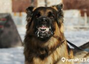 Arti Mimpi Digigit Anjing di Tangan Menurut Islam: Simbol Serangan terhadap Kekuasaan atau Kontrol?