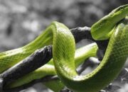 Arti Mimpi Diikuti Ular Menurut Islam: Tanda Bahaya yang Akan Datang atau Pengalaman Spiritual?