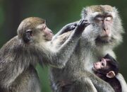 Arti Mimpi Digigit Monyet di Tangan Menurut Islam: Simbol Pengkhianatan atau Kehilangan Kontrol?