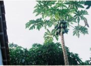 Arti Mimpi Buah Pepaya Menurut Islam: Makna Kesuburan dan Kesederhanaan