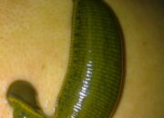 Arti Mimpi Digigit Pacet di Kaki Menurut Islam: Pertanda Rintangan dalam Perjalanan?