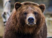 Arti Mimpi Dikejar Beruang Menurut Islam: Simbol Kekuatan atau Bahaya?