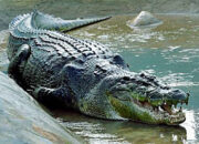 Arti Mimpi Ada Buaya Menurut Islam: Pertanda Bahaya atau Keselamatan?