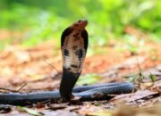 Arti Mimpi Digigit Ular Kobra Warna Hitam Menurut Islam: Simbol Kekuatan Gelap atau Ujian Hidup?