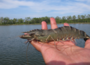 Arti Mimpi Dapat Udang Kecil Banyak Menurut Islam: Simbol Rezeki Kecil tapi Berarti?