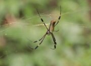 Arti Mimpi Digigit Laba-laba Menurut Islam: Simbol Kebohongan atau Intrik?