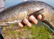 Arti Mimpi Dapat Ikan Gabus Menurut Islam: Apa Maknanya untuk Rezeki dan Keberuntungan?