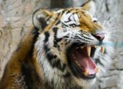 Arti Mimpi Dikejar Harimau Menurut Islam: Simbol Ancaman Besar atau Kekuatan?