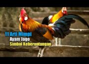 Arti Mimpi Ayam Jago Menurut Islam: Simbol Keberanian atau Tanda Baik?