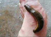 Arti Mimpi Digigit Lintah Menurut Islam: Pertanda Beban atau Gangguan Emosional?