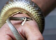 Arti Mimpi Digigit Ular Kecil di Tangan Kanan Menurut Islam: Simbol Rintangan atau Tantangan Kecil?