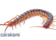 Arti Mimpi Bunuh Kelabang Menurut Islam: Apa Tanda Bahaya dalam Mimpi Ini?