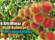 Arti Mimpi Buah Rambutan Menurut Islam: Pertanda Rezeki Melimpah dalam Mimpi
