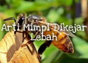 Arti Mimpi Digigit Lebah Menurut Islam: Pertanda Gangguan Kecil atau Keberuntungan?