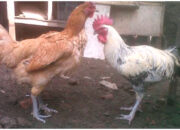 Arti Mimpi Ayam Betina Menurut Islam: Simbol Rezeki atau Kesuburan?