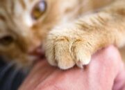 Arti Mimpi Diikuti Kucing Terus Menurut Islam: Pertanda Kedekatan Emosional atau Keberuntungan?