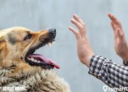 Arti Mimpi Digigit Anjing di Kaki Menurut Islam: Simbol Hambatan dalam Perjalanan Hidup?