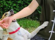 Arti Mimpi Digigit Anjing Menurut Islam: Tanda Pengkhianatan atau Bahaya?