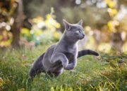 Arti Mimpi Dikejar Kucing Menurut Islam: Simbol Perlindungan atau Gangguan Kecil?