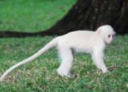 Arti Mimpi Dikejar Monyet Menurut Islam: Tanda Pengkhianatan atau Gangguan?