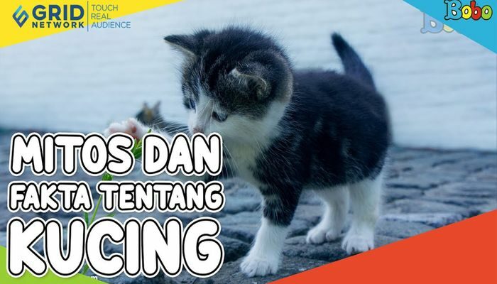 Dilangkahi Kucing Pertanda Apa? Mitos dan Fakta!