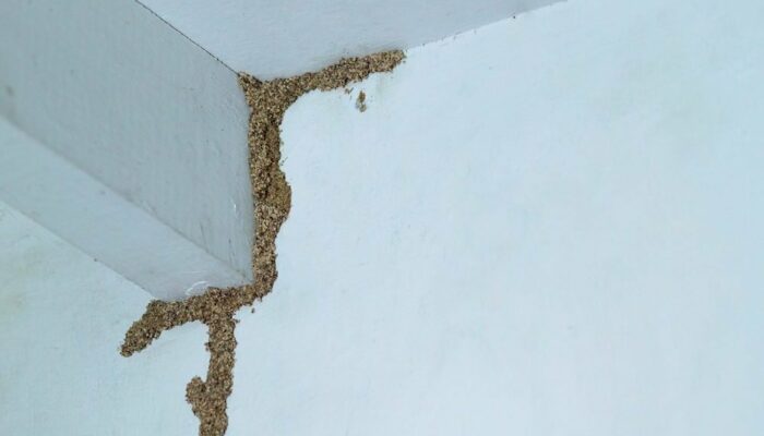 Cara Menghilangkan Rayap di Tembok: Solusi Ampuh agar Rumah Bebas Hama!