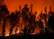 Kebakaran Lahan Gambut Sulit Dipadamkan Ternyata Ini Penyebabnya