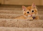 Kenapa Kucing Jangan Diremehkan? Hewan Pintar dengan Banyak Misteri