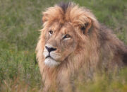 Lion Air JT 610 Jatuh 7 Fakta Terbaru yang Bikin Indonesia Berduka