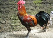 Ayam Dong Tao Vietnam Cakar Super Tebalnya Dibanderol 300 Juta Sepasang