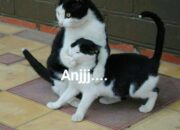 Penggunaan Kata Anjay yang Bikin Kontroversi