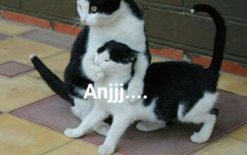 Penggunaan Kata Anjay yang Bikin Kontroversi