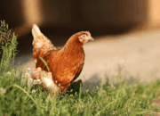 Kura-Kura Langka Dimakan Hanya Karena Penasaran Netizen Geram